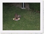 Egels in de tuin 041 * 3648 x 2736 * (5.96MB)